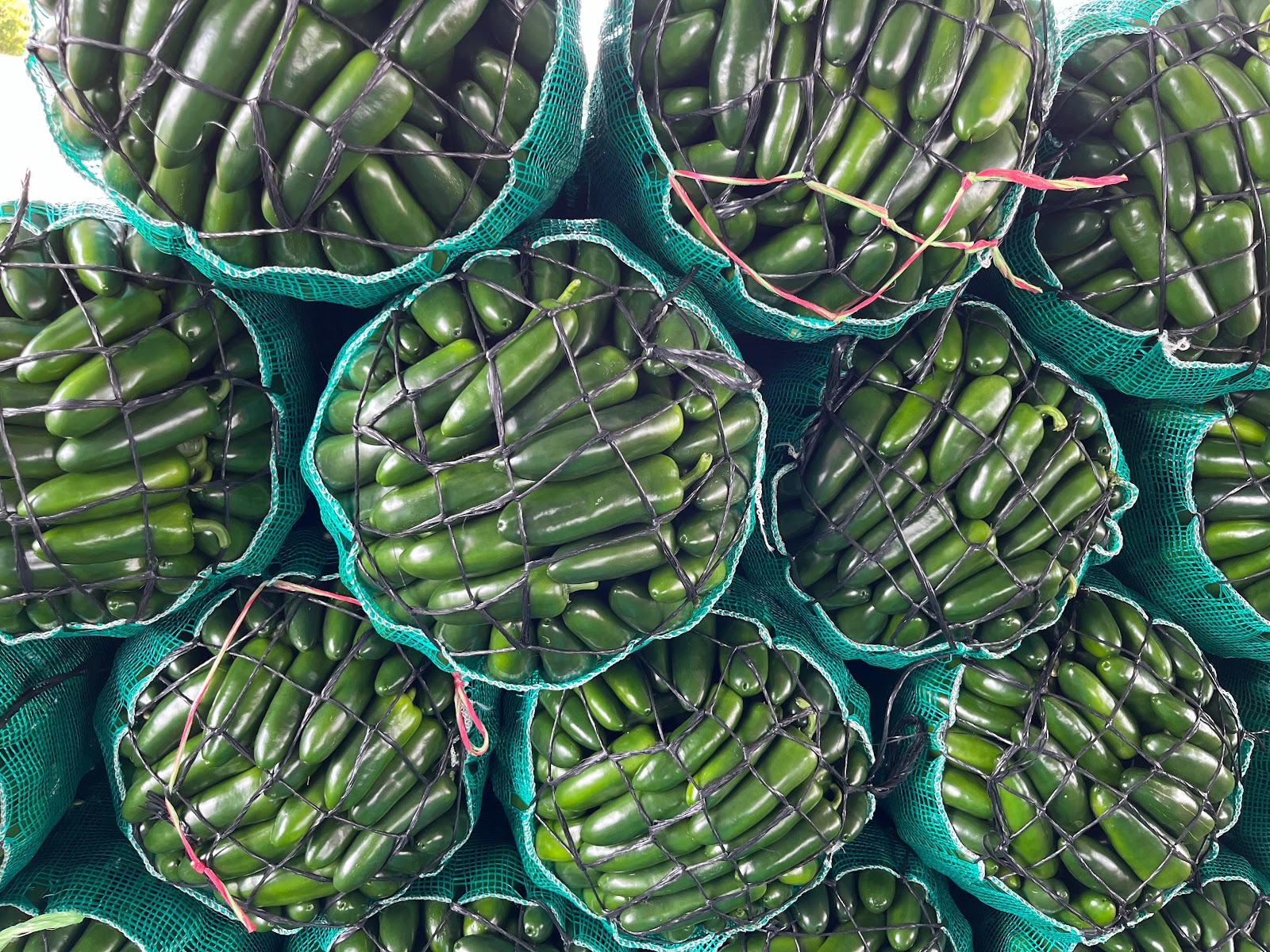 Chile Jalapeño Megatron